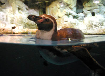 aquar_pinguin01