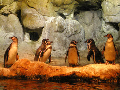 aquar_pinguin02