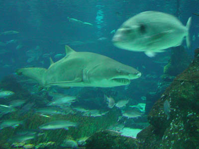 aquar_requin01