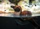 aquar_pinguin01